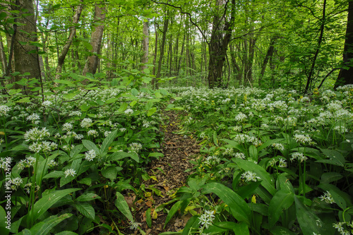 Wild garlic growing in the forest  spring  blooming time  