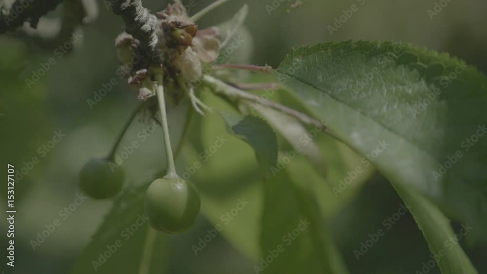 Unripe cherries in spring with leaves. Green cherry in garden. Detail of small fruits on spring theme, trees in background. Spring atmosphere, sunny day. Low depth of field, v-log slowmotion footage. Unripe cherries in spring with leaves. Green cherry in garden. Detail of small fruits on spring theme, trees in background. Spring atmosphere, sunny day. Low depth of field, v-log slowmotion footage.