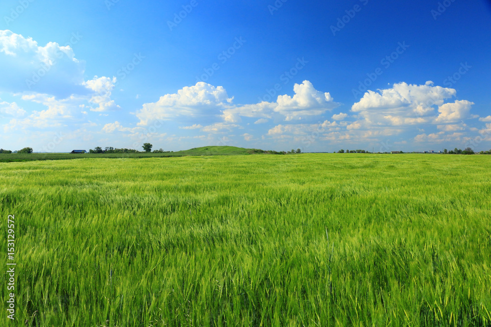 Wheat field against a blue sky