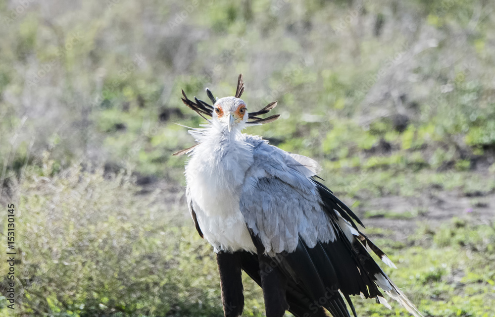 Fototapeta premium Secretary Bird (Sagittarius serpentarius) on the Plains of the Serengeti in Northern Tanzania