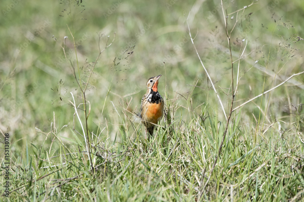 Rosy-throated Longclaw (Macronyx ameliae) in a Wet Meadow in Northern Tanzania Rosy-throated Longclaw (Macronyx ameliae) in a Wet Meadow in Northern Tanzania