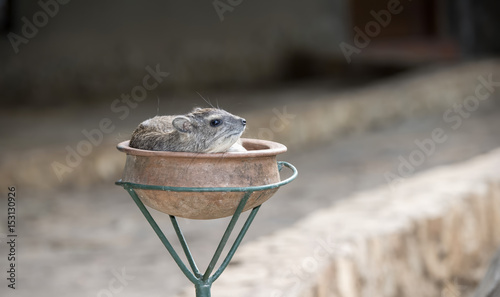 Yellow-spotted Bush-Hyrax (Heterohyrax brucei) Resting in a Pot in Northern Tanzania photo
