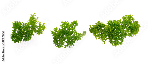 fresh parsley isolated on a white background.