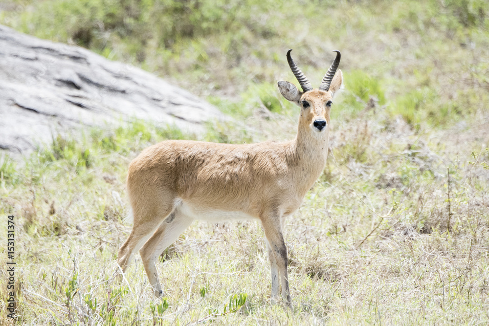Southern Reedbuck (Redunca) Standing in Brushy Habitat in Northern Tanzania Southern Reedbuck (Redunca) Standing in Brushy Habitat in Northern Tanzania