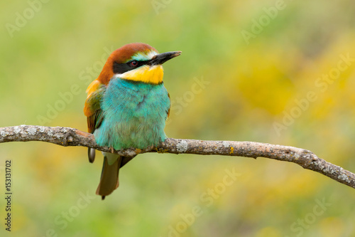 Portrait of a colourful bird