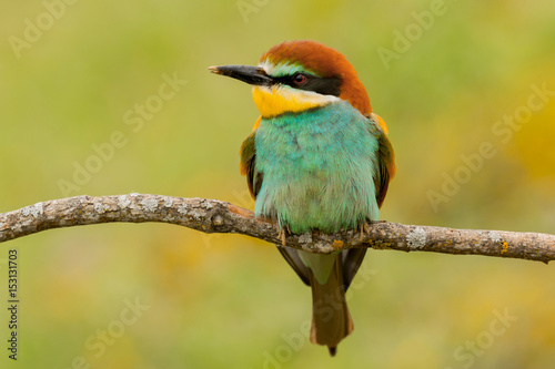 Portrait of a colourful bird © Gelpi