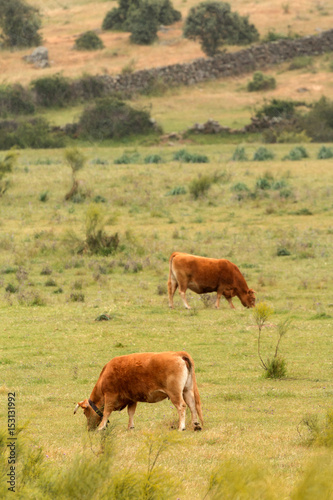 Beef cows grazing in the pastures of Extremadura in Spain