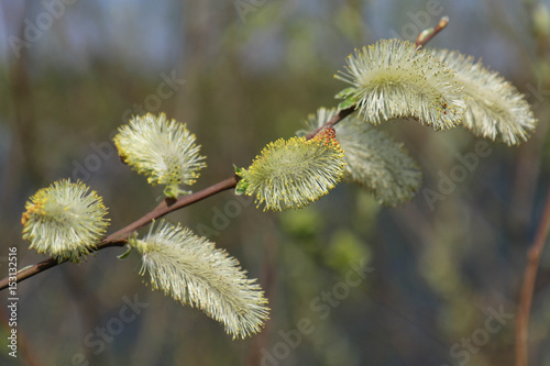 Willow branches with buds. Early spring forest blooms with willow tree flowers