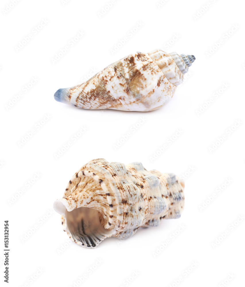 Sea shell isolated Sea shell isolated