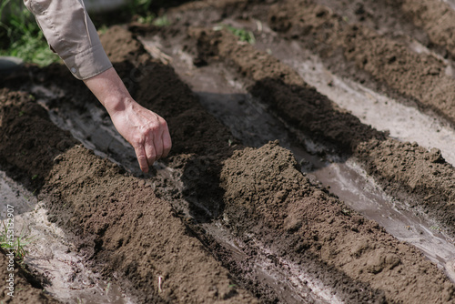 An elderly man planting seeds in the garden