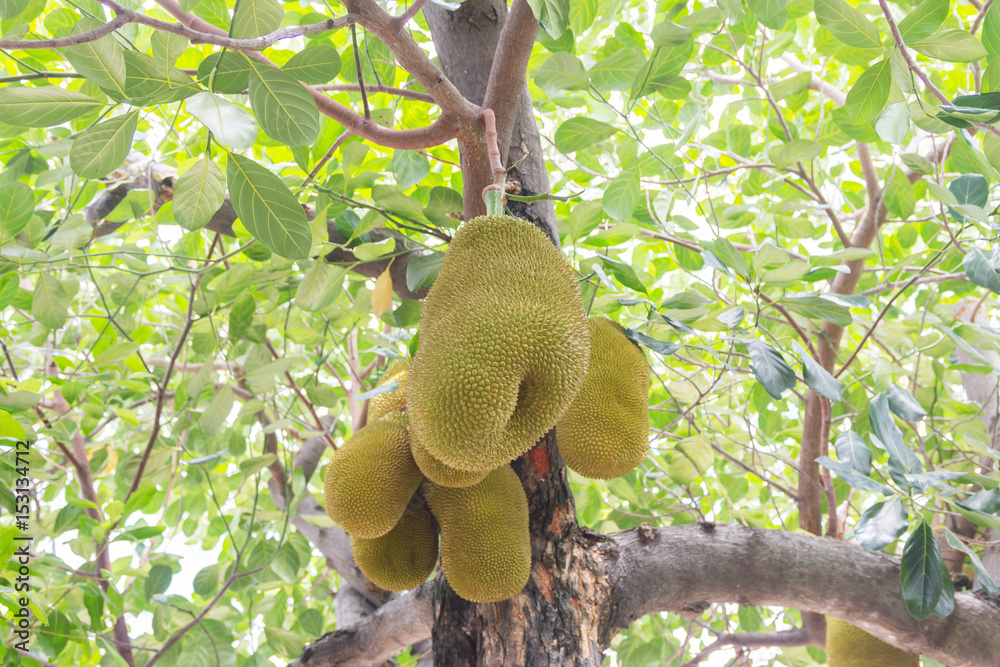 Jackfruit the fruit in asian flavor and aroma. Jackfruit the fruit in asian flavor and aroma.