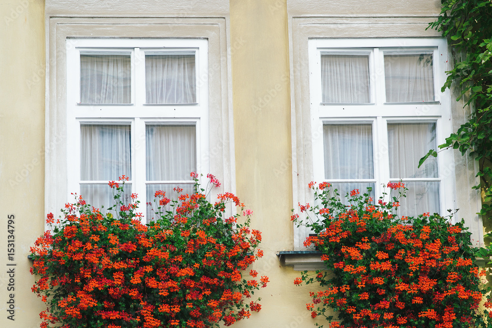 Flowerpot on windows outside in a european town.