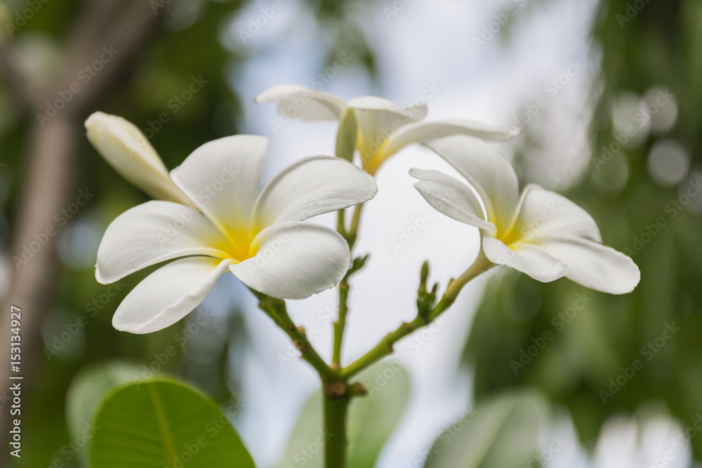 Fototapeta premium Plumeria flower white background blurred