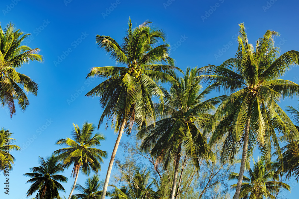 Silhouette of palm tree on Nang Thong Beach, Khao Lak, Thailand. Coconut palm tree on bright blue sky background. Nature vacation background.