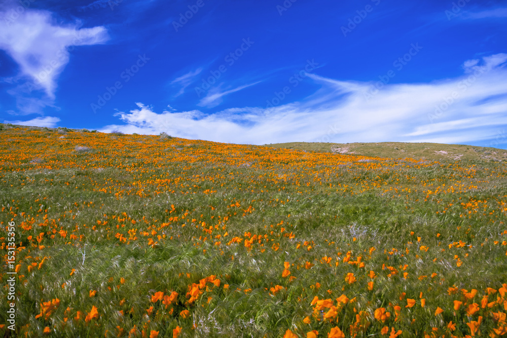 California Poppy Field with Blue Cloudy Sky