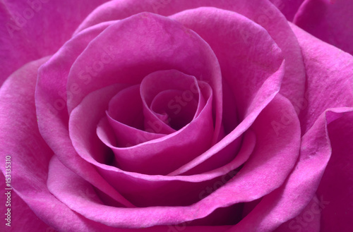Purple rose macro