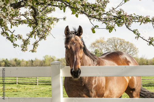 A bay Thoroughbred horse gazing over a white board fence framed in crabapple blossoms.
