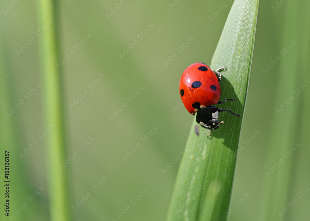 Ladybug on a strand of grass with green blurred field background Ladybug on a strand of grass with green blurred field background
