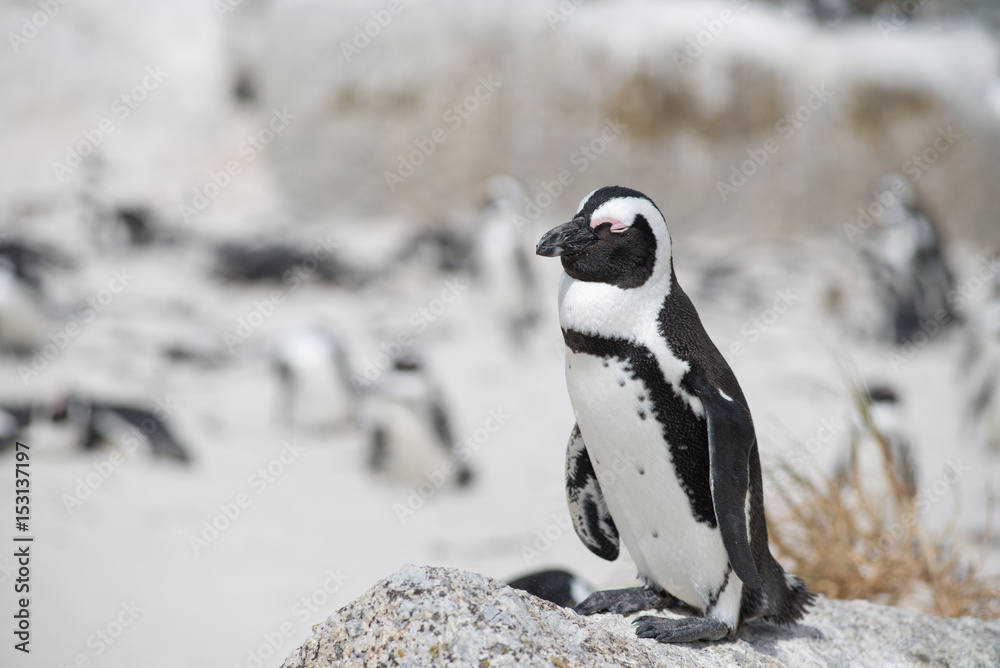 Fototapeta premium African penguin on the beach