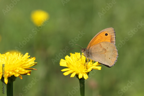 Papillon brun et orange butinant sur une fleur jaune dans un champ.