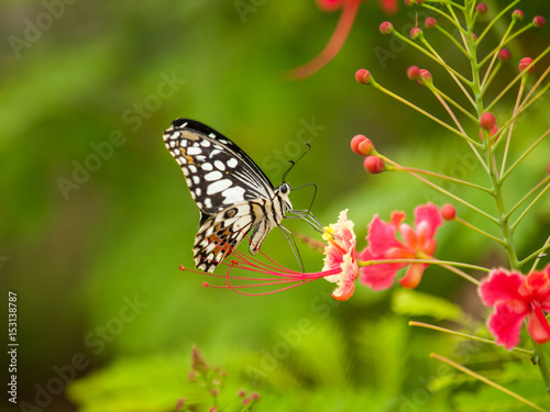 butterfly drink pollen from pink flowers © abnohr