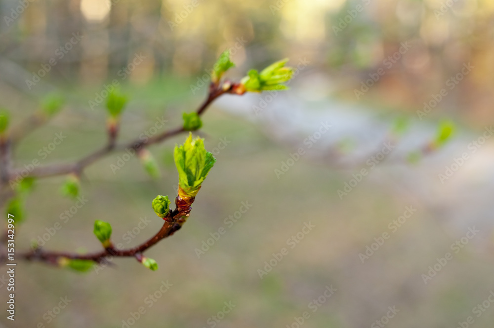 Young branch with fresh leaves and bud. Spring natural background with trees on the sunset. . Young branch with fresh leaves and bud. Spring natural background with trees on the sunset. .