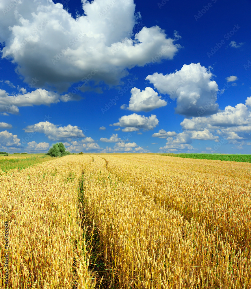 Fototapeta premium Wheat field against a blue sky