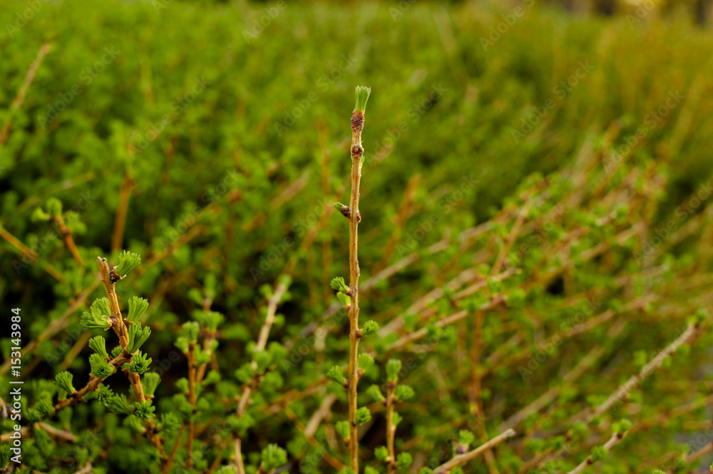 Young branch with fresh leaves and bud. Spring natural background with trees on the sunset. . Young branch with fresh leaves and bud. Spring natural background with trees on the sunset. .