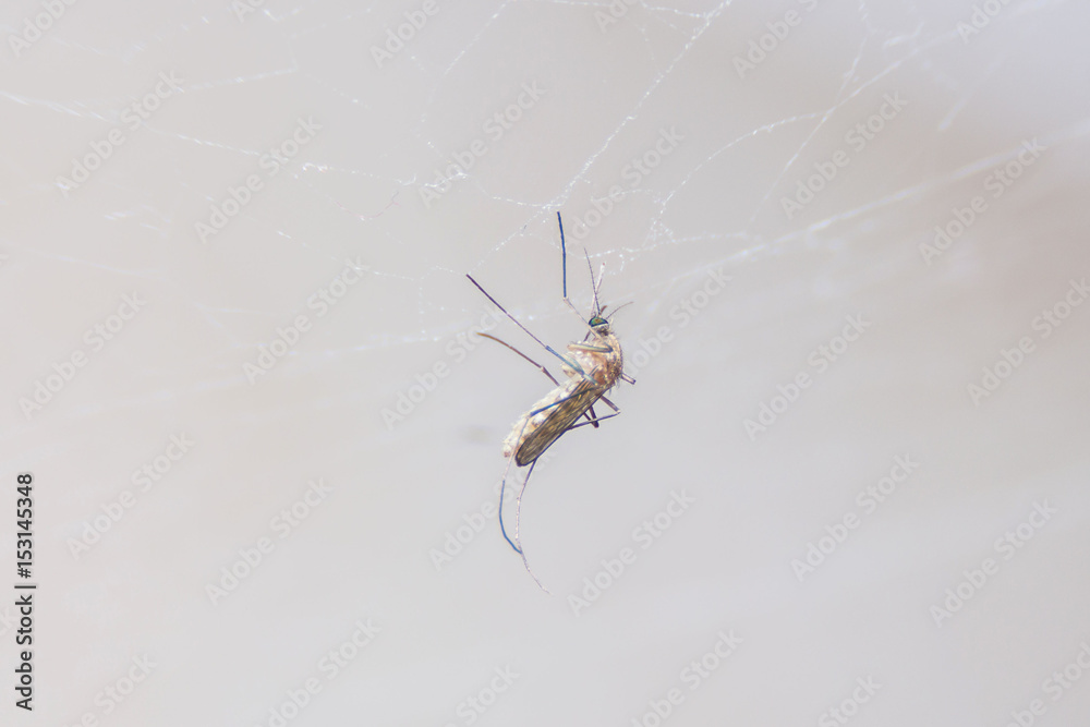 mosquito, dangerous vehicle and other infections. mosquito, dangerous vehicle and other infections.
