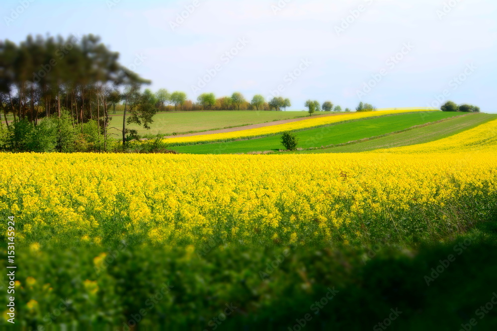Obraz premium pole rzepaku