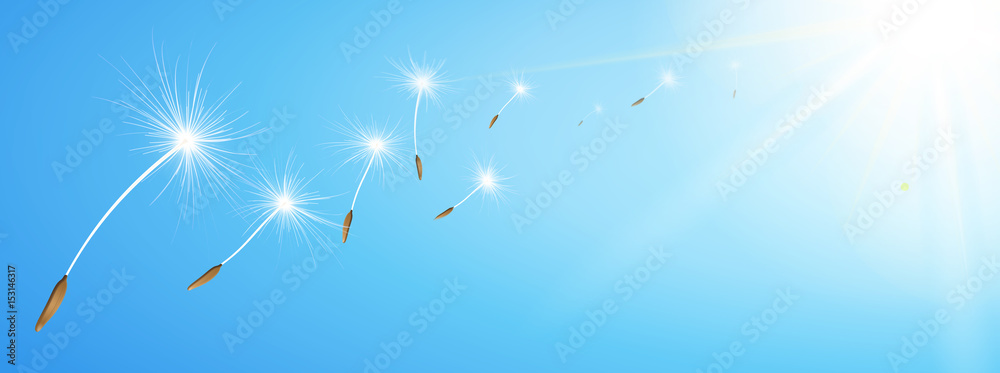 Obraz premium Latający dandelion ziarna na pogodnym niebieskim niebie