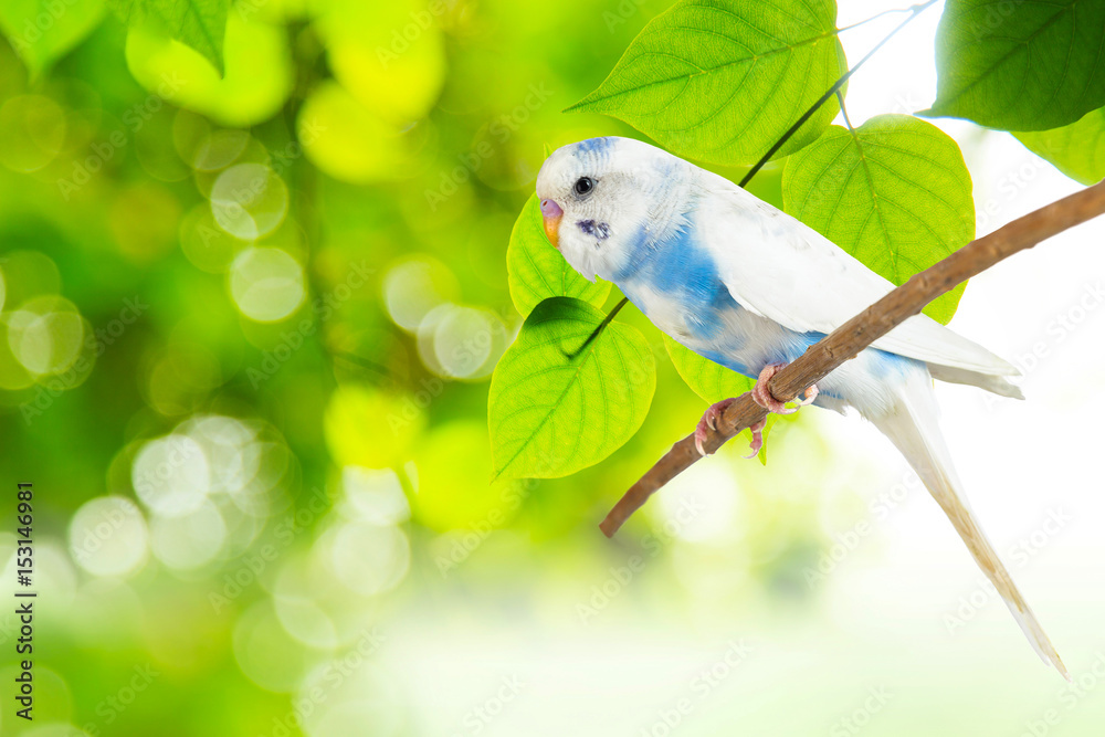 Obraz premium little budgie at tree branch