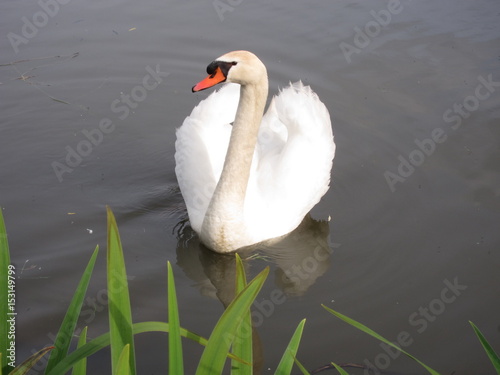 Photography Swan
