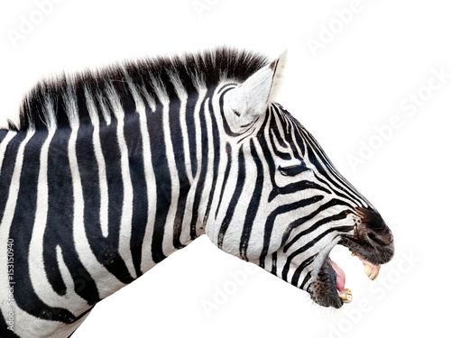 Grant s Zebra  profile view