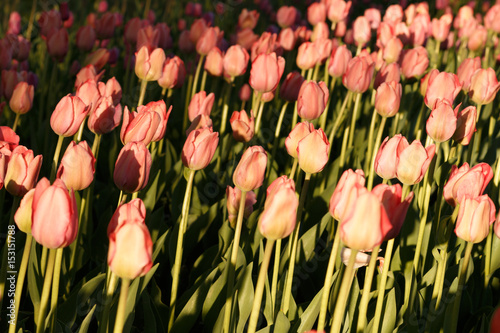 Tulips illuminated by the setting sun. Spring flowers. A picturesque flower bed of tulips. Buds of tulips. Spring fresh flowers in the park. photo