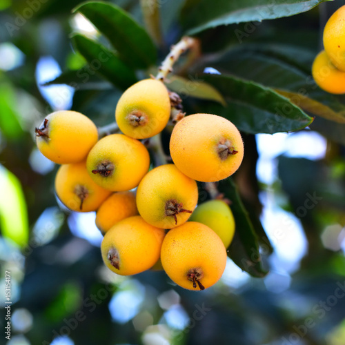 Slika na platnu Loquat tree plant