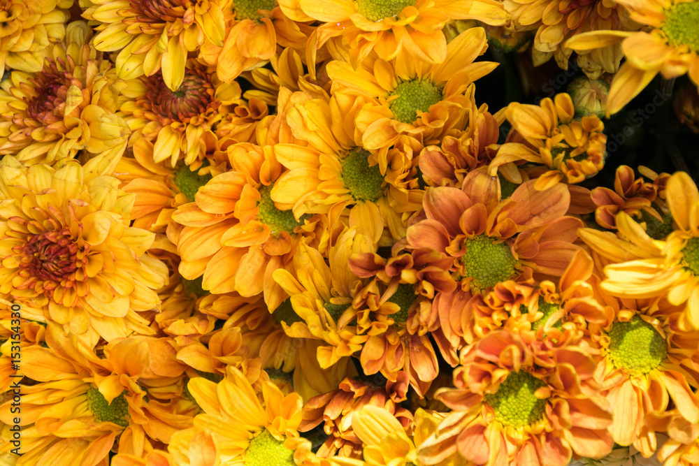 close up Yellow chrysanthemum close up Yellow chrysanthemum