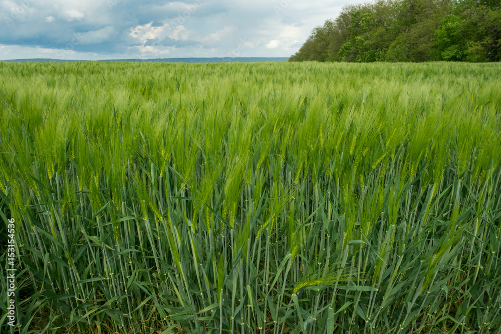 spring field of bright-green ears of wheat