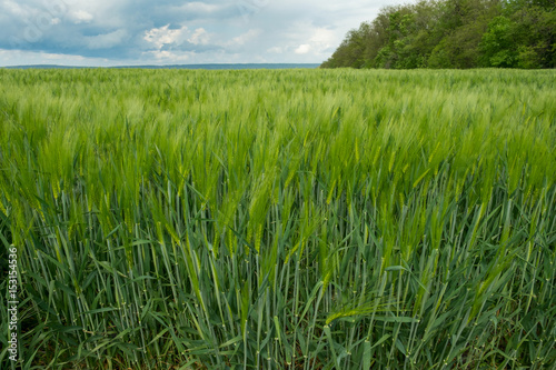 spring field of bright-green ears of wheat