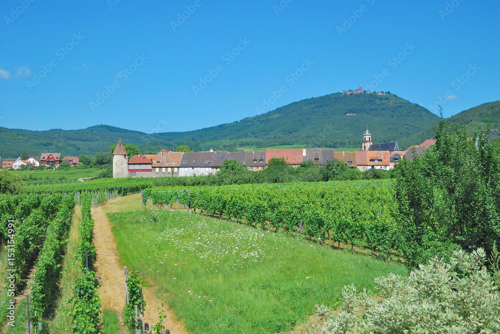 Weinort Saint Hippolyte mit der Haut-Koenigsbourg im Hintergrund,Elsass,Frankreich