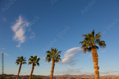 Palm Trees  Wide Angle Landscape and Clouds