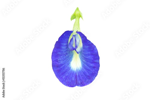 Butterfly pea flower isolated on white background