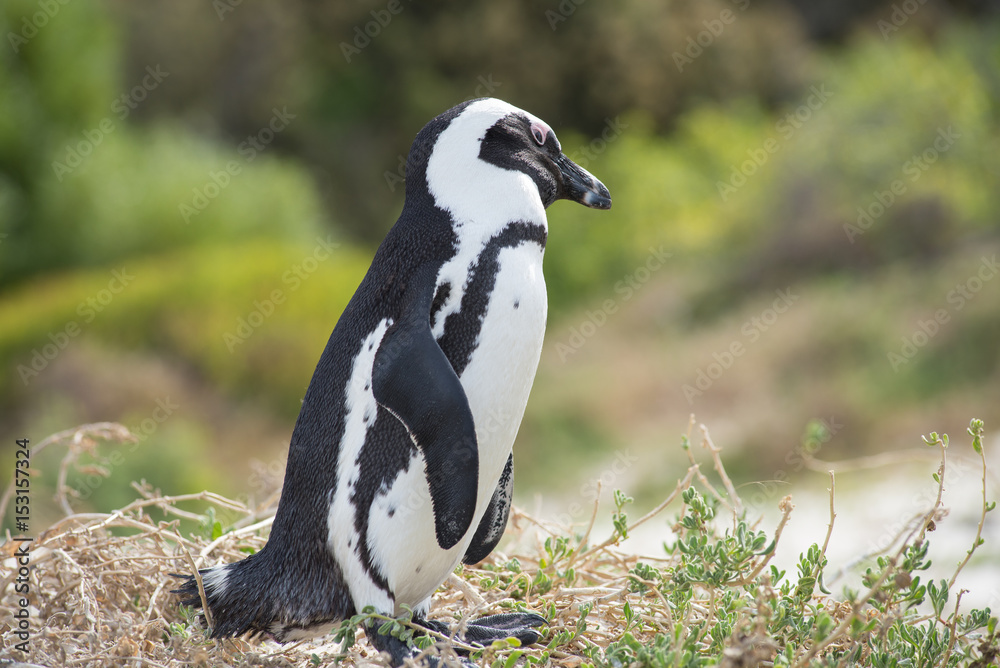 Obraz premium African penguin on the beach
