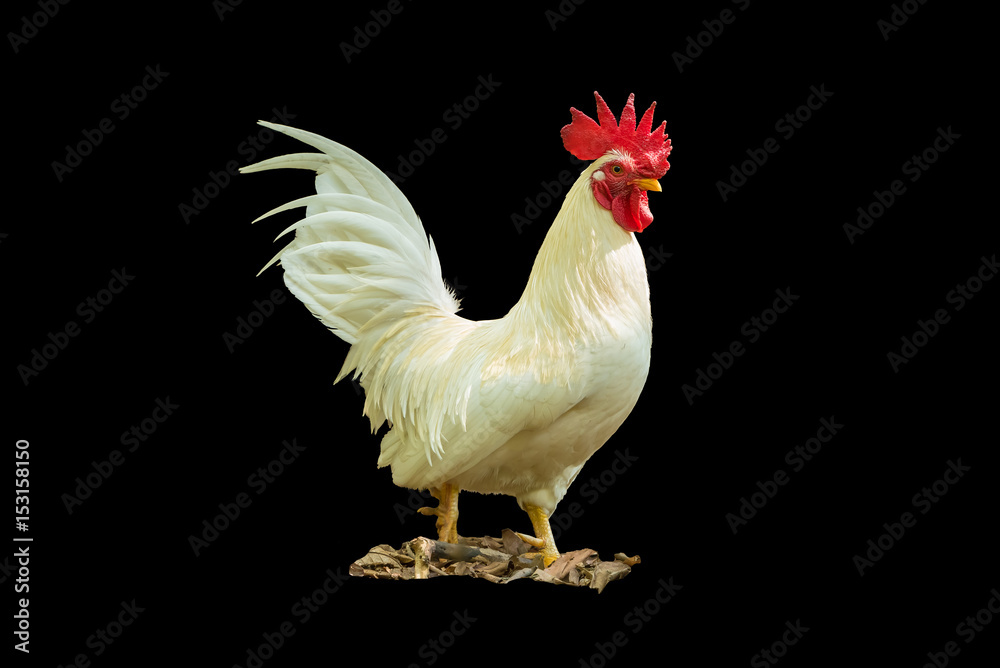 The white rooster standing isolated on black background.