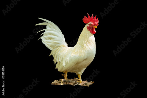 The white rooster standing isolated on black background.