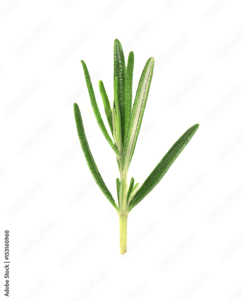 Fresh rosemary isolated on white background Fresh rosemary isolated on white background