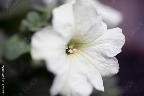 Petunia