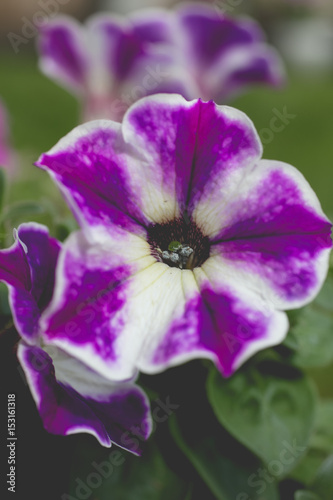 Petunia