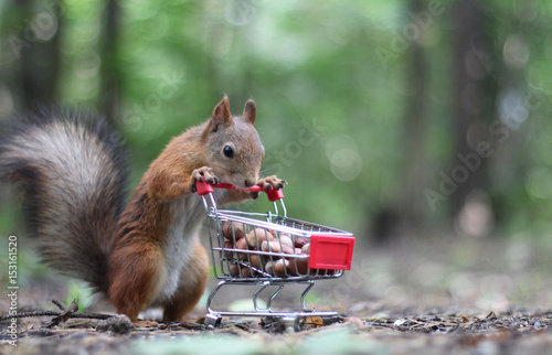 Red squirrel near the small shopping cart with nuts