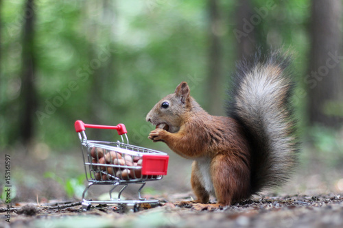 Red squirrel near the small cart from a supermarket with nuts
